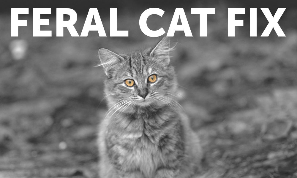 free spay neuter for feral cats