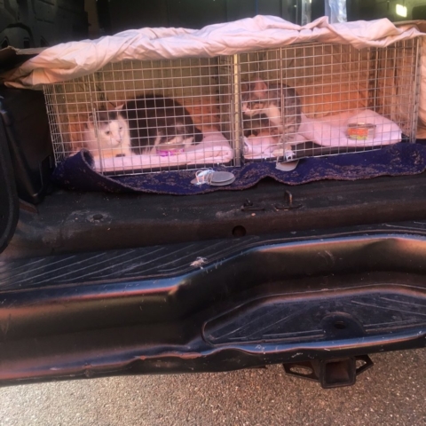 Pet Adoption Jacksonville Philadelphia