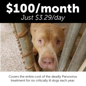 Monthly Giving Animal Welfare