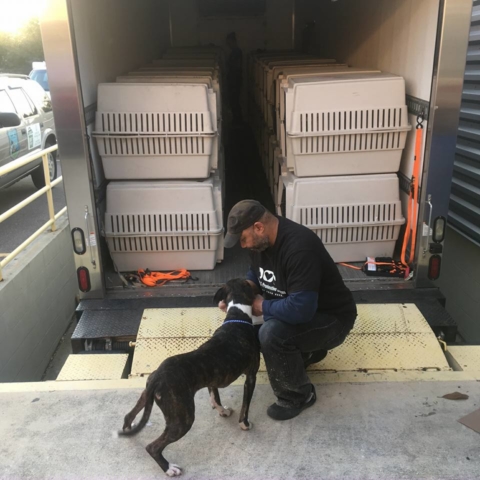 Pet Adoption Jacksonville Philadelphia