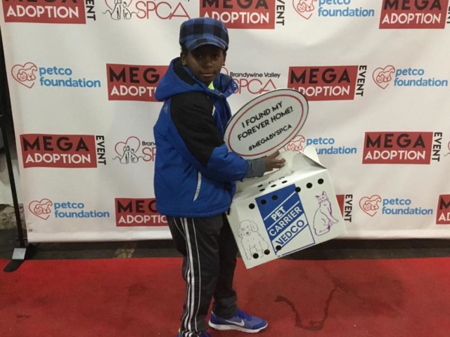 Pet Adoption Jacksonville Philadelphia