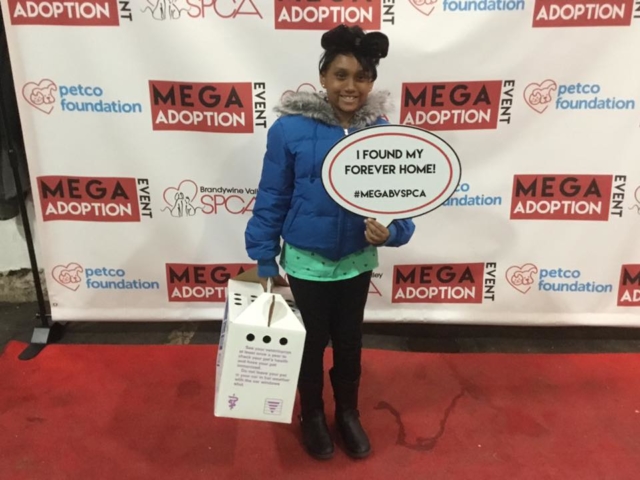Pet Adoption Jacksonville Philadelphia