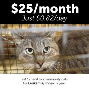 Monthly Giving Animal Welfare