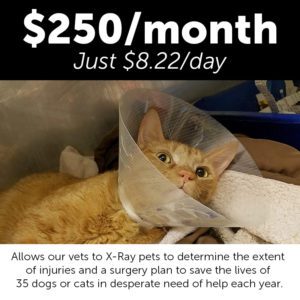 Monthly Giving Animal Welfare