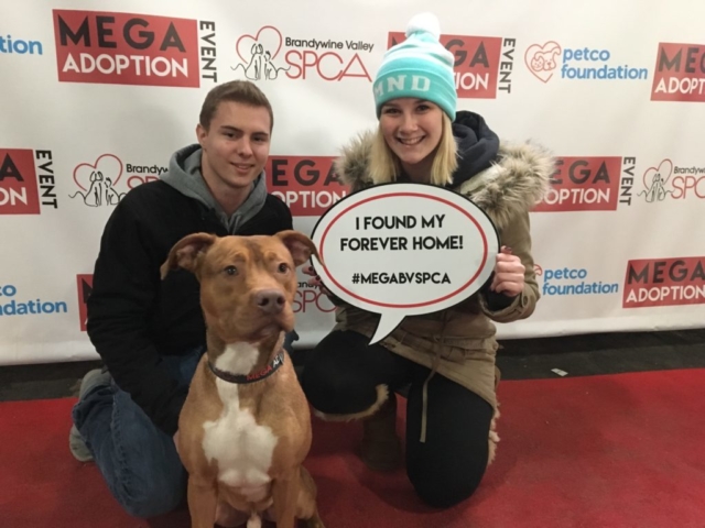 Pet Adoption Jacksonville Philadelphia