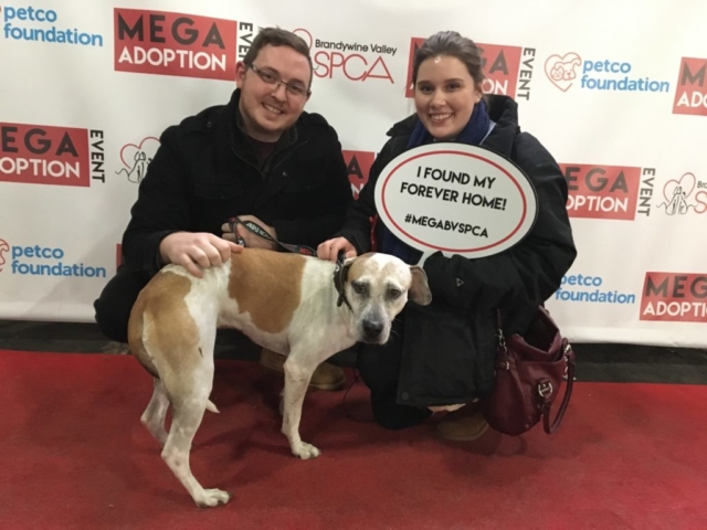 Pet Adoption Jacksonville Philadelphia