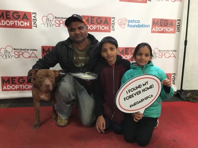 Pet Adoption Jacksonville Philadelphia