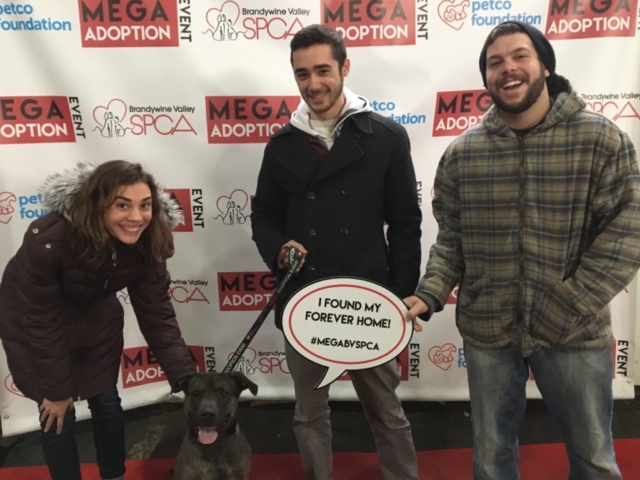 Pet Adoption Jacksonville Philadelphia