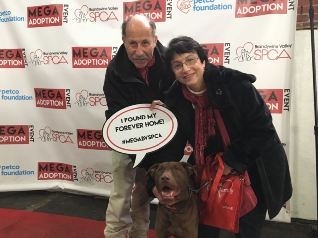 Pet Adoption Jacksonville Philadelphia