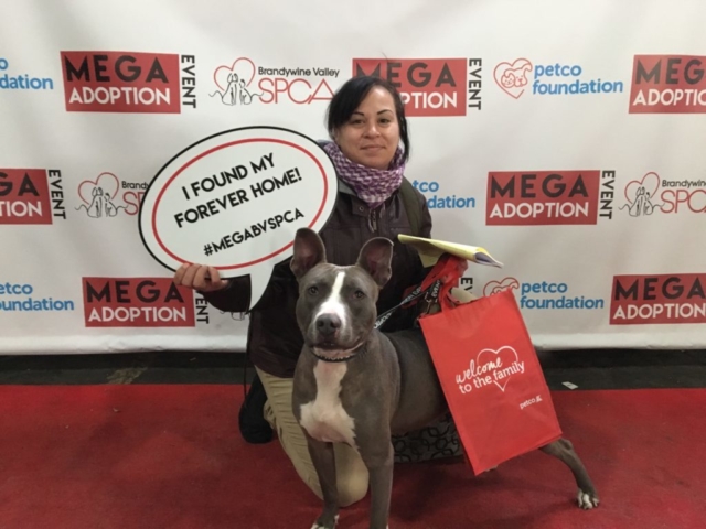 Pet Adoption Jacksonville Philadelphia