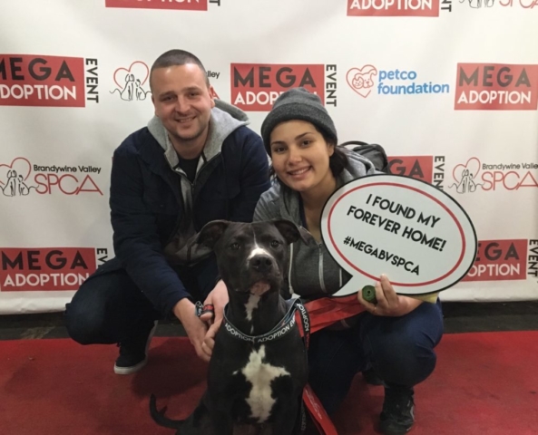 Pet Adoption Jacksonville Philadelphia