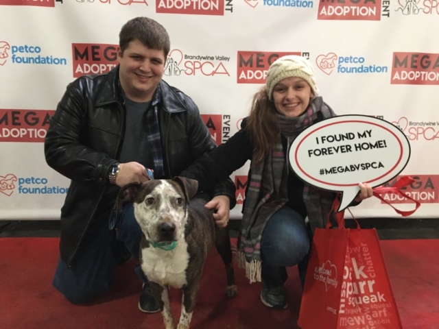 Pet Adoption Jacksonville Philadelphia
