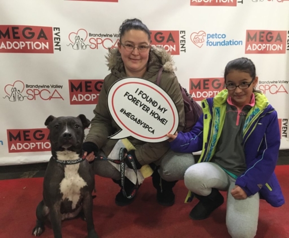 Pet Adoption Jacksonville Philadelphia