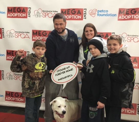 Pet Adoption Jacksonville Philadelphia