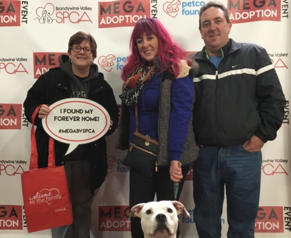 Pet Adoption Jacksonville Philadelphia