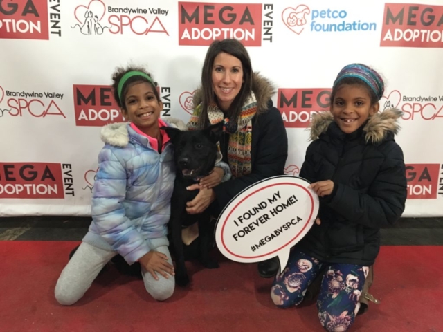 Pet Adoption Jacksonville Philadelphia