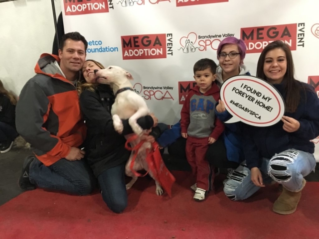 Pet Adoption Jacksonville Philadelphia