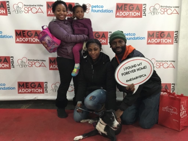 Pet Adoption Jacksonville Philadelphia