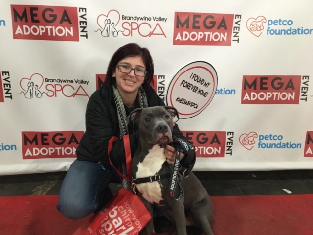 Pet Adoption Jacksonville Philadelphia