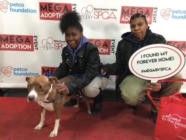 Pet Adoption Jacksonville Philadelphia