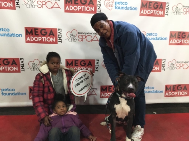 Pet Adoption Jacksonville Philadelphia
