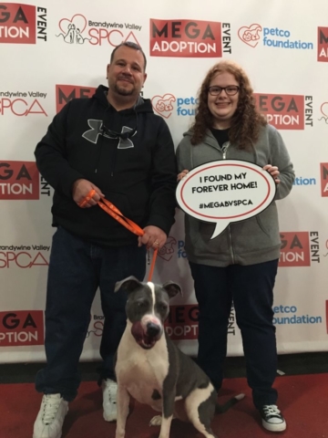 Pet Adoption Jacksonville Philadelphia