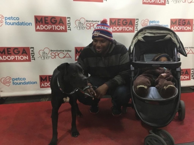 Pet Adoption Jacksonville Philadelphia
