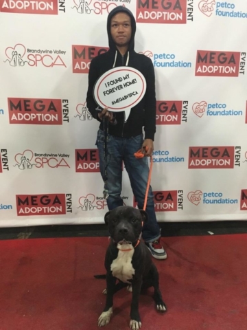 Pet Adoption Jacksonville Philadelphia
