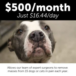 Monthly Giving Animal Welfare