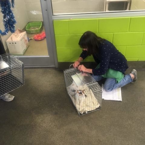 Pet Adoption Jacksonville Philadelphia