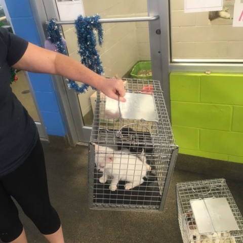 Pet Adoption Jacksonville Philadelphia