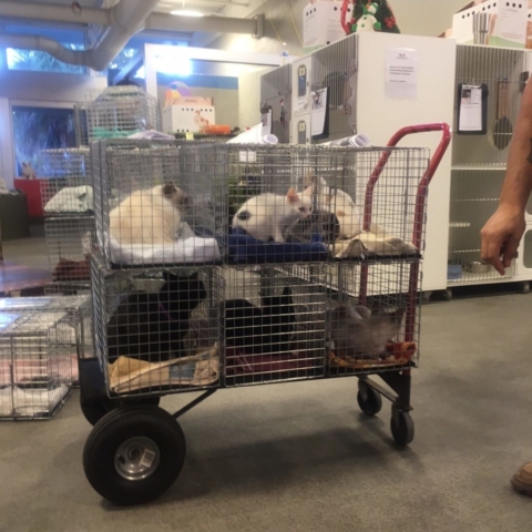 Pet Adoption Jacksonville Philadelphia