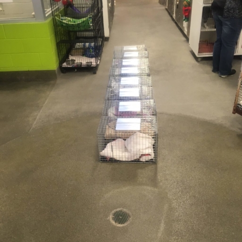 Pet Adoption Jacksonville Philadelphia