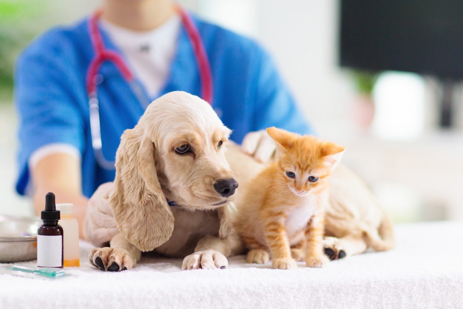 vet with dog and cat