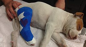Clinic-Dog-with-Cast