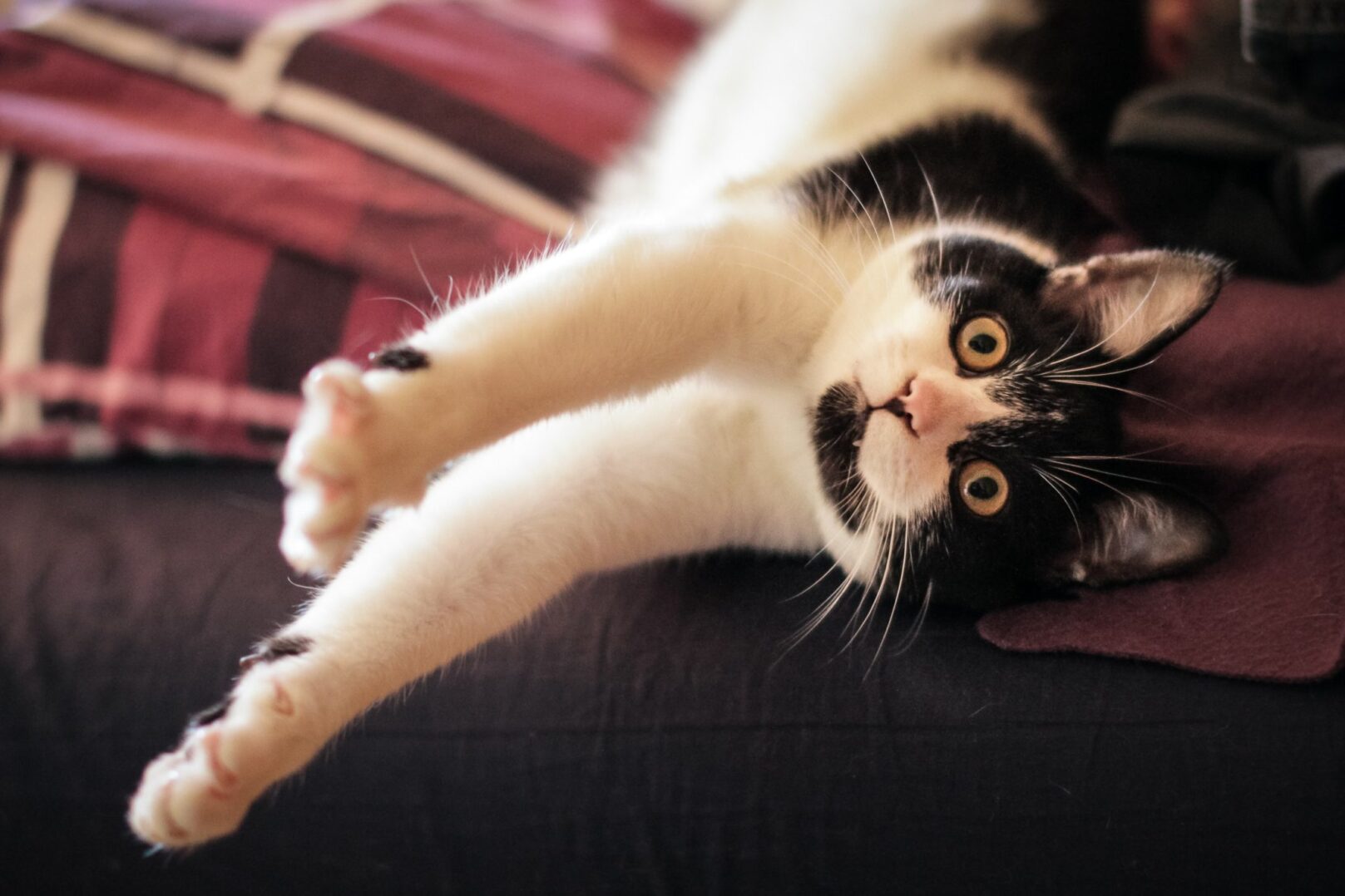Safe Cat