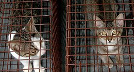 Feral-Cats