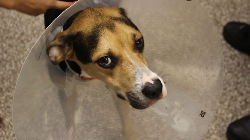 Gus Pre-surgery