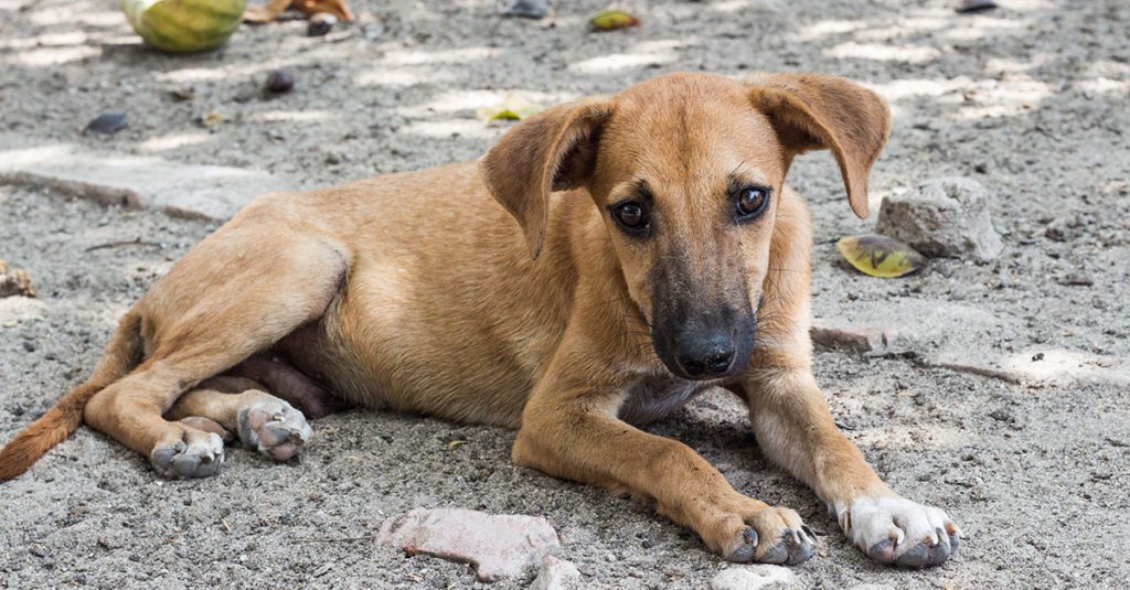 Hurricane Irma Homeless Dog