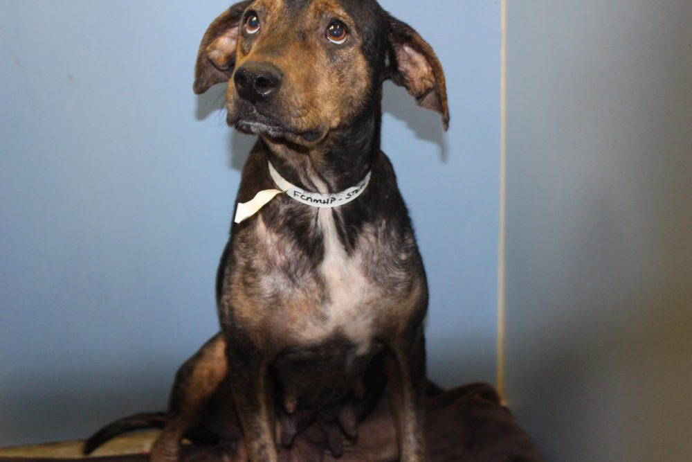Angel Fund Dog