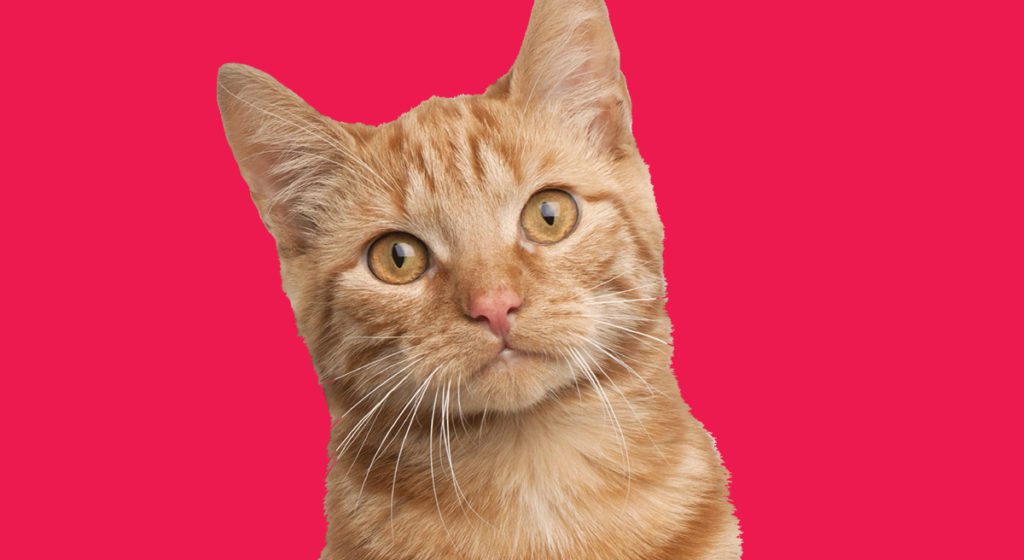Cat!