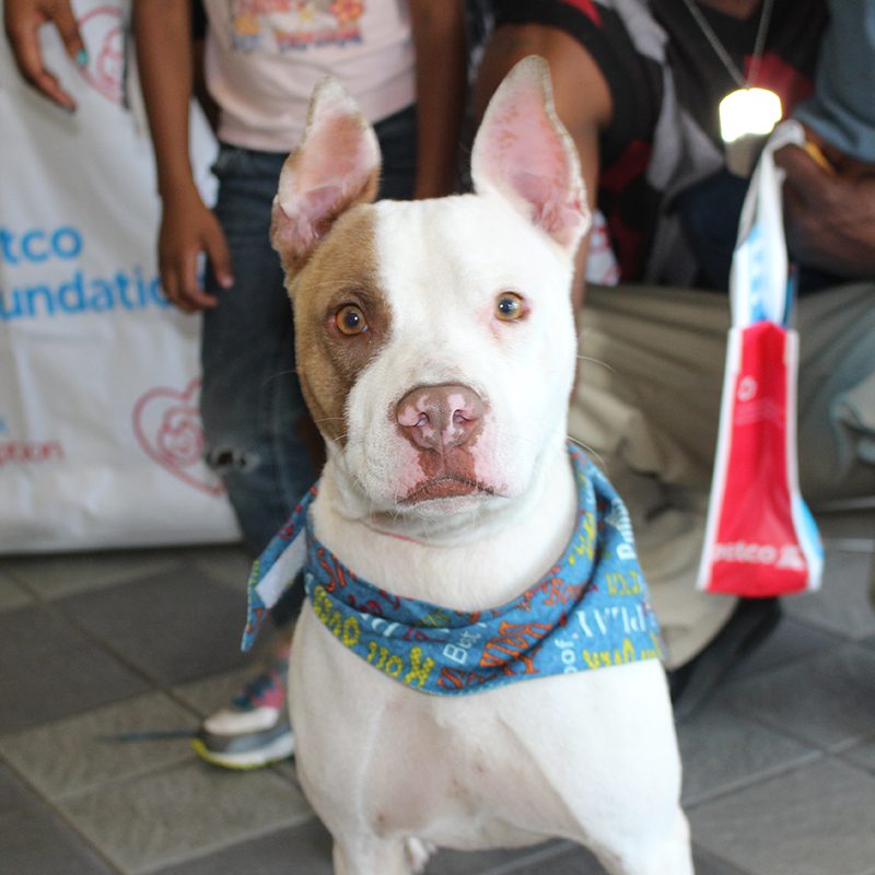 23 Adopt A Pet Jacksonville Florida PNG