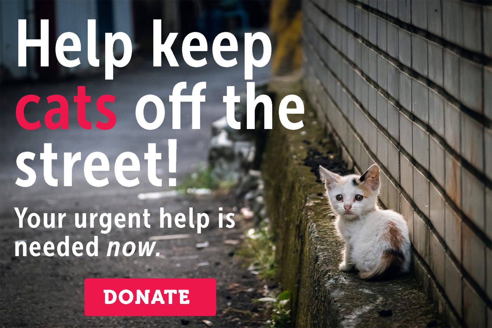 Help Us Save Innocent Cats And Kittens First Coast No More Homeless Pets
