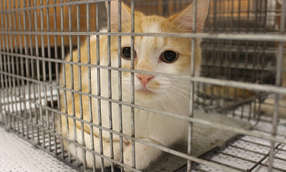 Feral Cat Spay Neuter