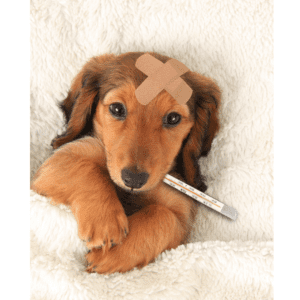 sick dog with thermometer