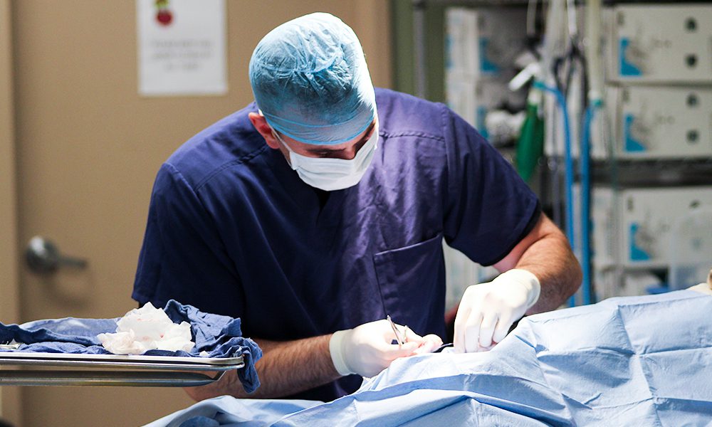 Veterinary Services Surgery