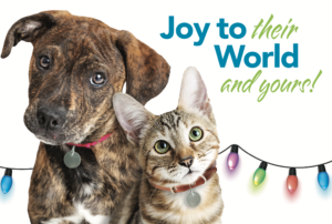 Dog and Cat with Holiday Lights